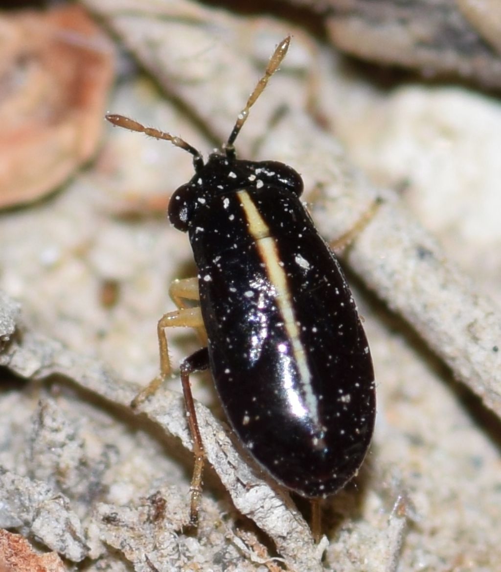 Nymphs of Geocoris erythrocephalus & G. pallidipennis & G. ater & G. lineola